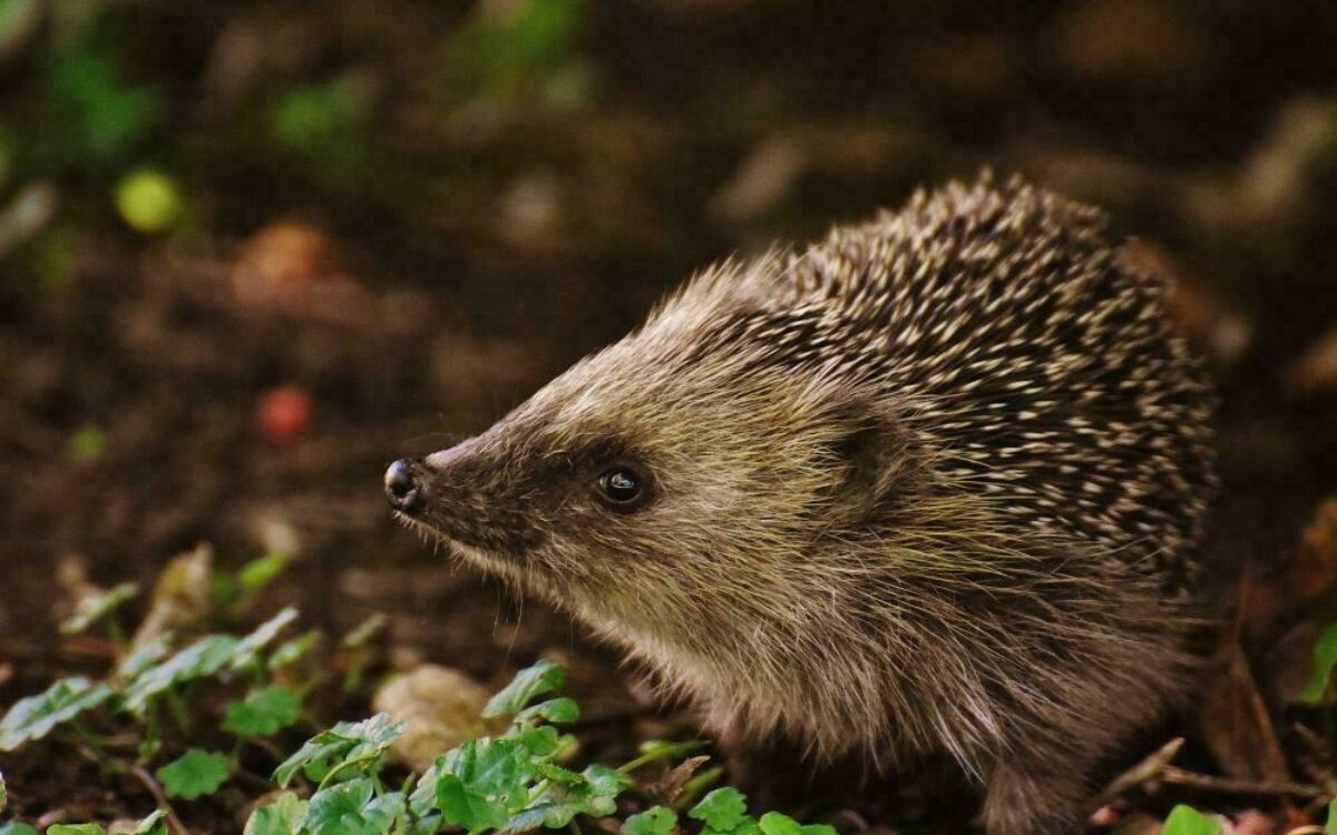 1614188209hedgehog child 1696328 1920 1614188209hedgehog child 1696328 1920